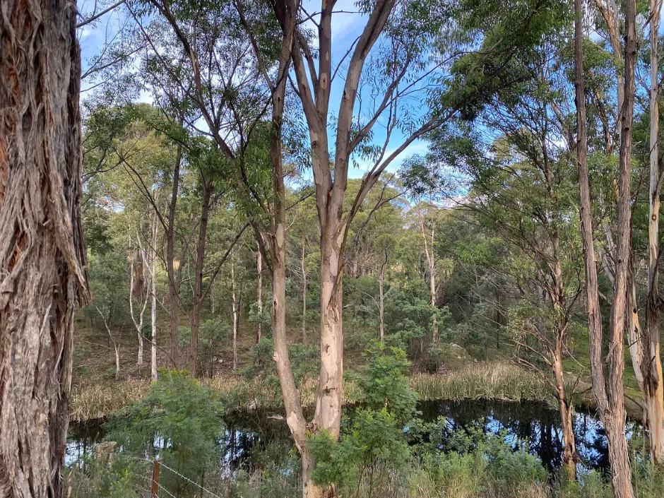 L'image représente une scène forestière sereine avec de grands arbres éparpillés. L'arrière-plan présente une petite étendue d'eau réfléchissante entourée d'une verdure luxuriante et d'un feuillage dense.