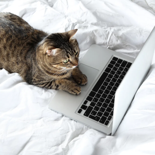 L'image représente un chat tabby couché à côté d'un ordinateur portable ouvert sur un drap de lit blanc et froissé.